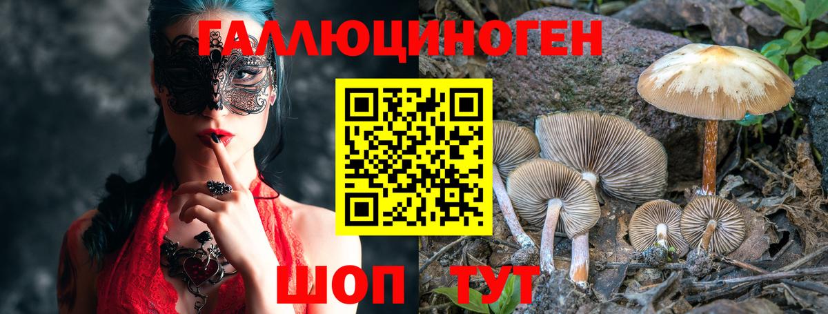 Галлюциногенные грибы Psilocybine cubensis Прохладный